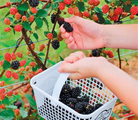 Finding A Pick Your Own Berry Farm Edible Houston