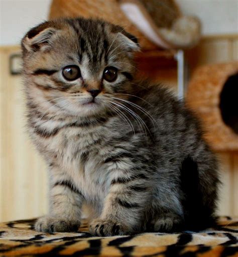 Scottish Fold Bengal Mix Republicofcatus