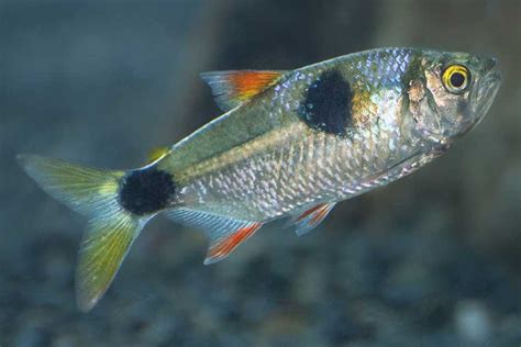 Exodon Paradoxus Tetra Catfish Contents Photos
