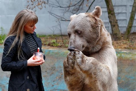 Os 5 Ursos Mais Famosos Da Rússia Russia Beyond Br