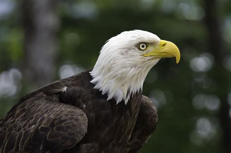 Bald Eagle Haliaeetus Leucocephalus Biodiversity Atlas Of La