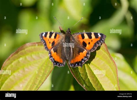Small Tortoiseshell Butterfly Aglais Urticae Cornwall Uk Stock Photo