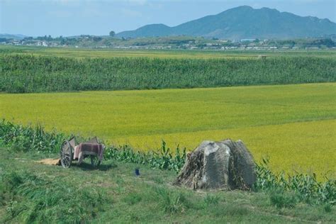 One Of The Many Huts That Dot The North Korean Countryside Photo