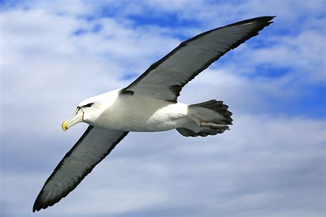 Albatrosses On Wildlife