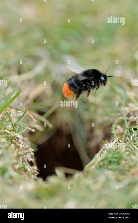Red Tailed Bumblebee Bombus Lapidarius Hovering Above Entrance To