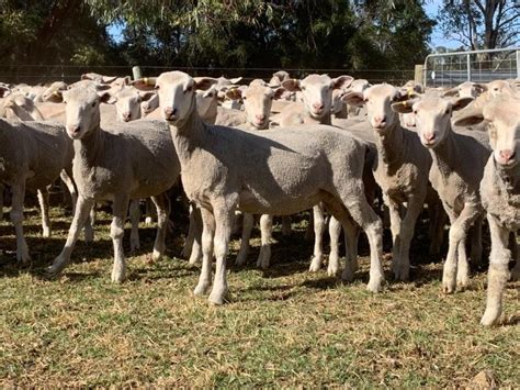 lot 247 475 mixed sex store lambs auctionsplus