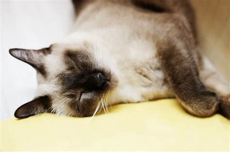 Why Does My Siamese Cat Sleep So Much Petskb
