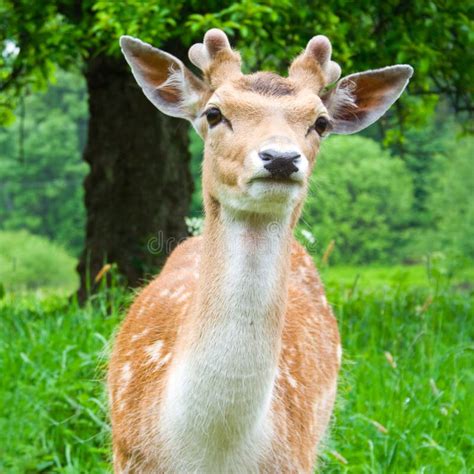 Young Fallow Deer Stock Photo Image Of Deer Face Fawn 34719342