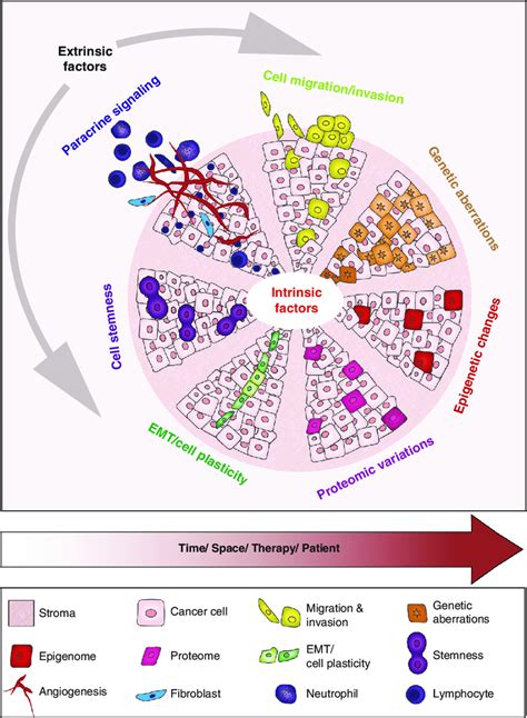 Intratumoural Heterogeneity As A Consequence Of Cancer Cell Intrinsic