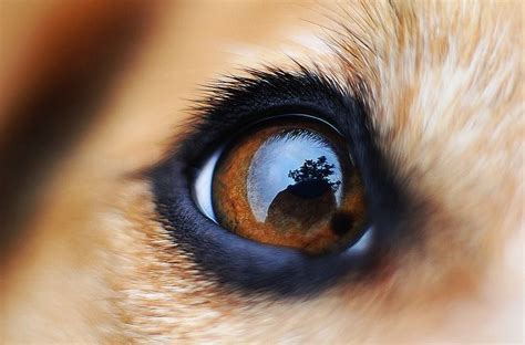 Dog Eye Pet Portraits Photography Close Up Photography Animal