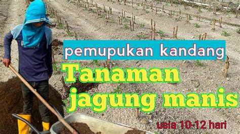 Check spelling or type a new query. Pemupukan kandang tanaman jagung manis || TKI Malaysia ...