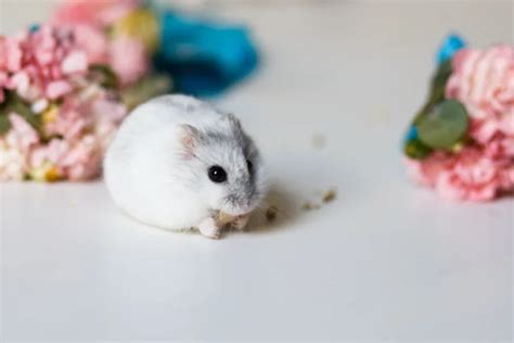 Closeup Photo Of Little Hamster Near Flowers Stock Photo By ©cherry