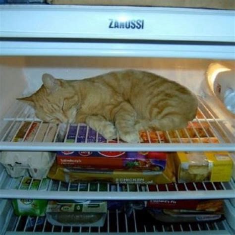 Keeping Cool Funny Cats Funny Animals Cute Animals Silly Cats Crazy