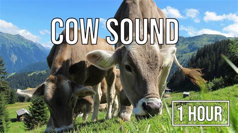 Cow Sounds 1 Hour Cows Mooing Ambience Youtube
