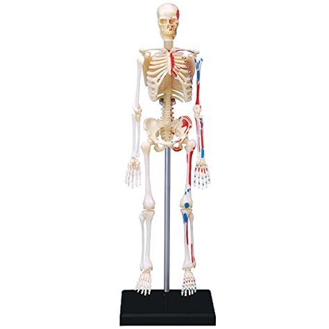 upc 646819823333 axis scientific flexible life size skeleton anatomical model bundle