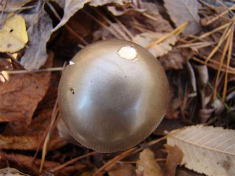 Bronze Colored Mushroom From The Woods At The Faire Site In North
