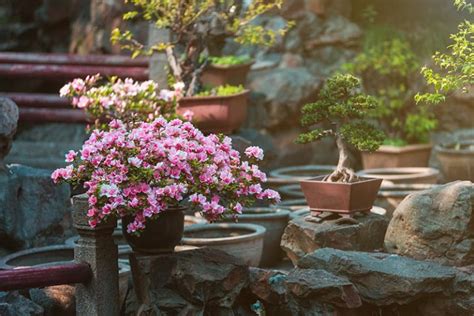9 Best Plants For A Japanese Garden With Pictures And Care Guides