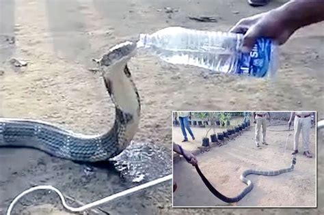 Huge Snake Writhes In Pain After Foolishly Attempting To Eat Porcupine