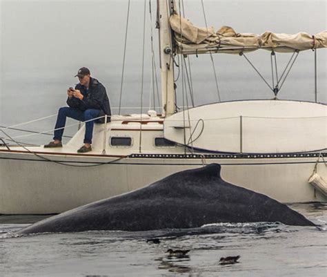 Man Misses Whale