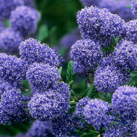 Ceanothus Puget Blue Medium Shrubs And Trees 1 25m Shrubs By Size