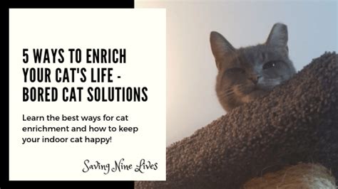 5 Ways To Enrich Your Cats Life Bored Cat Solutions Saving Nine Lives