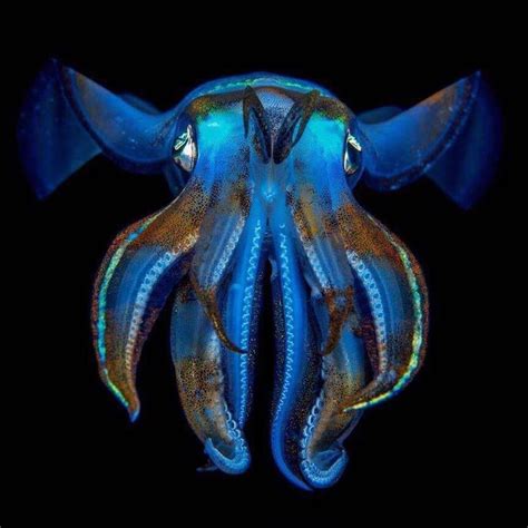 Diving Traveler On Instagram Squid Showing Off Its Beautiful Colors😁