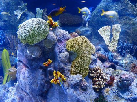Coral Reefs Rainforest Of The Sea Worldanimalfoundation