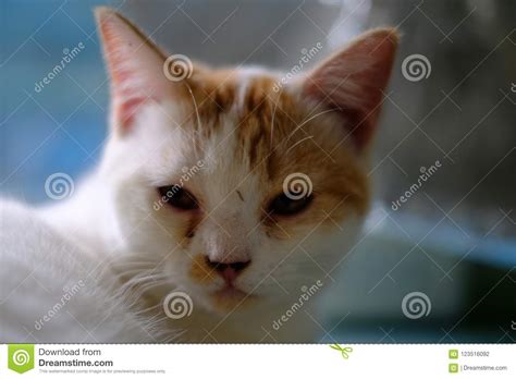 a white cat with medium long hair like a persian or ragamuffin breed licking her lips