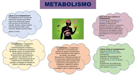 Infografía Metabolismo Estefany Guadalupe Garcia Mora Udocz