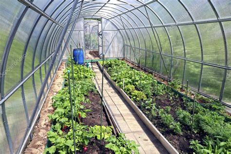 Growing Vegetables In Greenhouses — Stock Photo © Kingan77 59744041