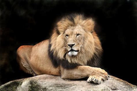Big Adult Male Lion Feline Facts And Information