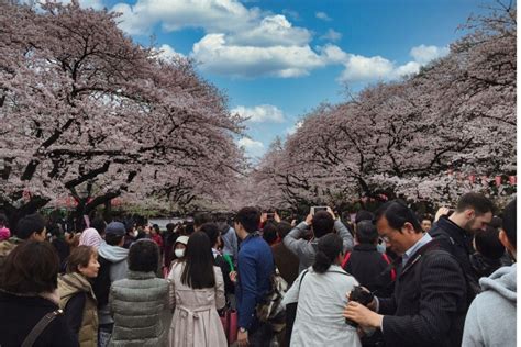 Sakura Season Japan Rene Kissee
