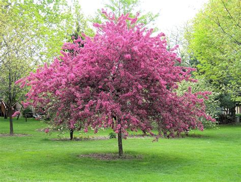 How To Grow A Crab Apple Tree From Seed