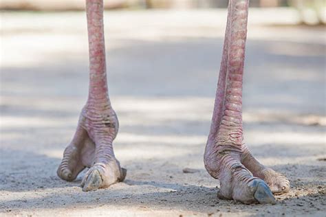 Best Ostrich Feet Stock Photos Pictures And Royalty Free Images Istock
