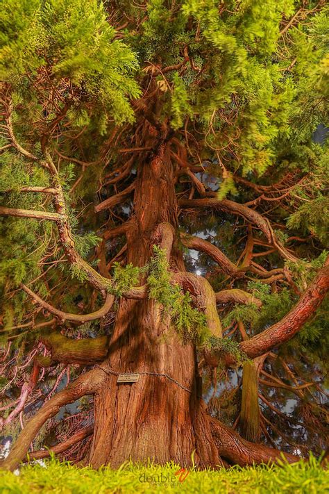 Coastal Redwood Aka Giant Sequoia Ne Of Many On Th Island This One Is Located In Front Of