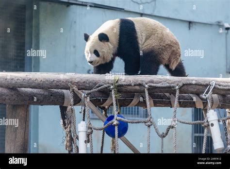 Giant Panda Bear In Beijing Capital City Of China Stock Photo Alamy