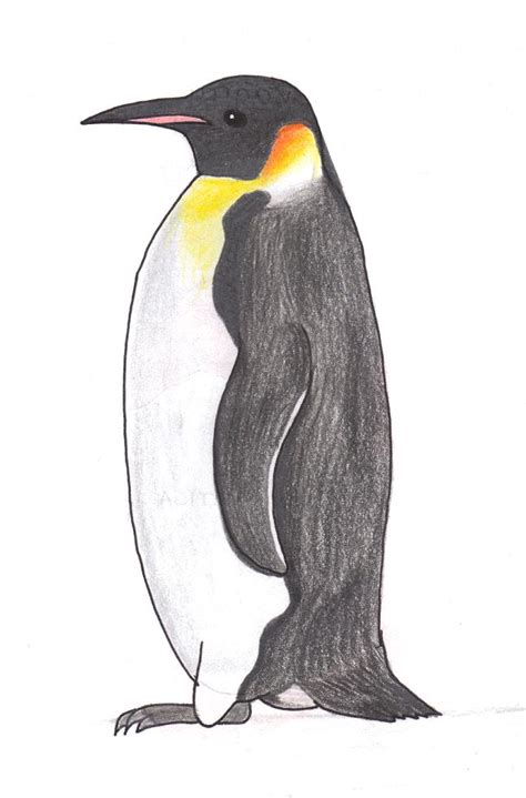 How To Draw An Emperor Penguin
