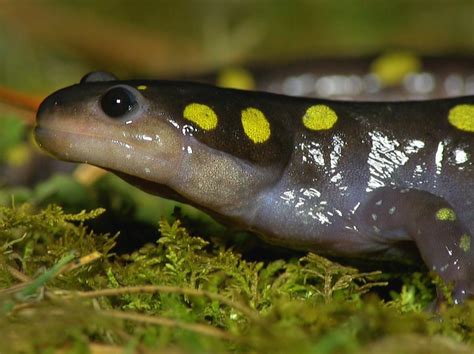 The Elusive Spotted Salamander Finger Lakes Land Trust Natuurondernemer