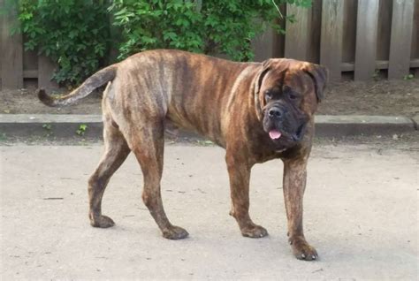 Brindle Bullmastiff Stroll