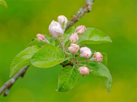 Apple Tree Flower Buds Just Before Blooming Stock Image Image Of