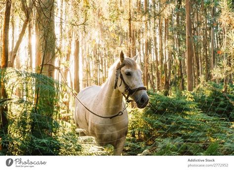 Tethered Horse In Woods A Royalty Free Stock Photo From Photocase