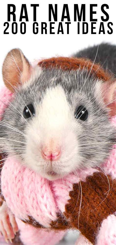 Rat Names Over 200 Great Ideas For Naming Your Pet Rat