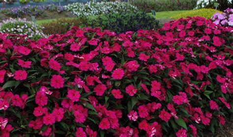Compact Royal Magenta Is The Latest Introduction To The Sunpatiens