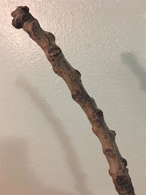 Can Anyone Identify This Branch Rwood