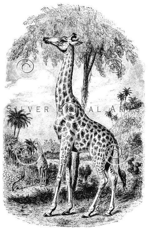 Vintage Giraffe Illustration Printable Giraffes 1800s Antique Etsy In
