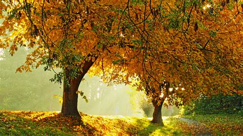 Sunlight Through Two Brown Leaves Trees Hd Wallpaper Wallpaper Flare