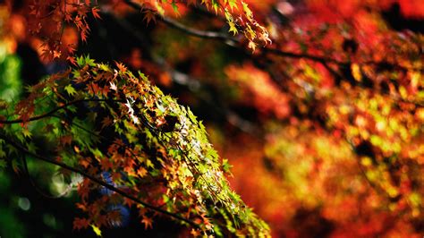 Mh97 Japanese Maple Tree Fall Nature