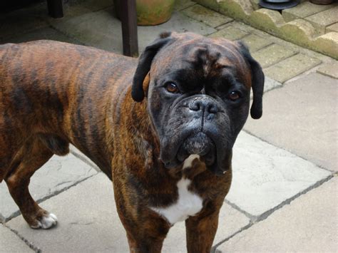 Wanted Red Brindle Boxer Dog Puppy Hinckley