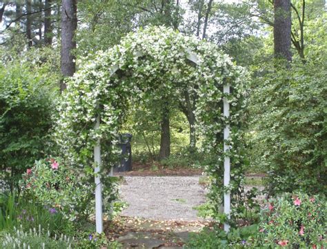 Despite its name, the indoor jasmine loves spending quality time outside to soak up sunlight and catch a cool breeze. jasmine vine.... | Indoor flowering plants, Vine trellis ...