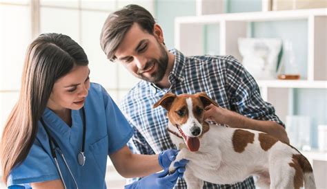 Benefits Of Regular Check Ups For Your Pet Ansede Animal Hospital